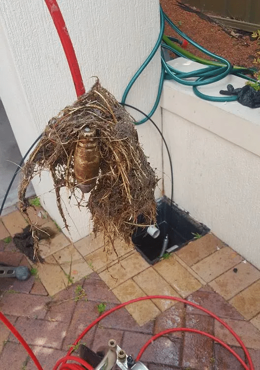 blocked pipes and drains tree roots pulled out of outside drain and pipe
