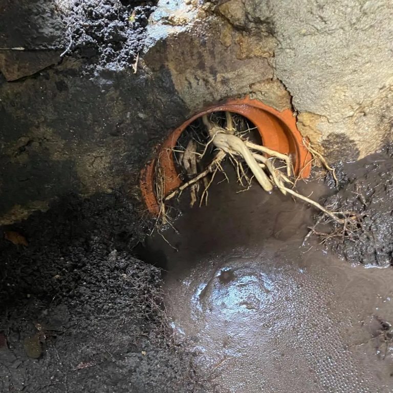 tree roots coming out of pipe